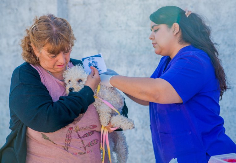 En 2025 se realizaron más de 1500 esterilizaciones y vacunaciones en quirófano y operativos municipales