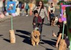 9 de Julio celebrará el Día del Animal con un desfile de mascotas en Plaza Independencia