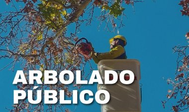 Arbolado público: tareas intensivas del 13 al 19 de abril en la Ciudad