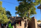 Rivadavia se prepara para la temporada de poda: faltan 11 días para su inicio