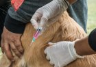 Rawson impulsa una nueva jornada de esterilización de mascotasDE ESTERILIZACIÓN MASIVA PARA EL CUIDADO DE LAS MASCOTAS*  La Municipalidad de la Ciudad de Rawson, a través del área de Zoonosis dependiente de la Secretaría de Obras y Servicios, llevará adelante una nueva Jornada de esterilización de mascotas