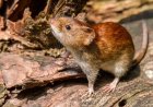 San Juan libre de casos de Hantavirus, refuerza la campaña de prevención