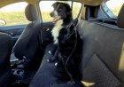 Recomendaciones para trasladar mascotas en vehículos de forma segura