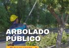 La Ciudad continúa con el operativo de poda y mantenimiento del arbolado público