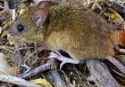 Hantavirus: se identificaron 3 nuevos casos en Argentina
