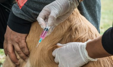 Rawson impulsa una nueva jornada de esterilización de mascotasDE ESTERILIZACIÓN MASIVA PARA EL CUIDADO DE LAS MASCOTAS*  La Municipalidad de la Ciudad de Rawson, a través del área de Zoonosis dependiente de la Secretaría de Obras y Servicios, llevará adelante una nueva Jornada de esterilización de mascotas