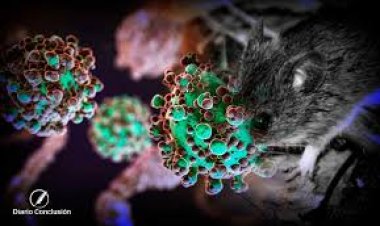 Hantavirus: no se notificaron nuevos casos en Argentina