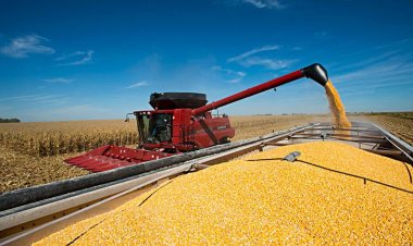 Productores de maíz piden acelerar la baja de las retenciones y que sea por ley
