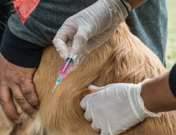 Rawson impulsa una nueva jornada de esterilización de mascotasDE ESTERILIZACIÓN MASIVA PARA EL CUIDADO DE LAS MASCOTAS*  La Municipalidad de la Ciudad de Rawson, a través del área de Zoonosis dependiente de la Secretaría de Obras y Servicios, llevará adelante una nueva Jornada de esterilización de mascotas