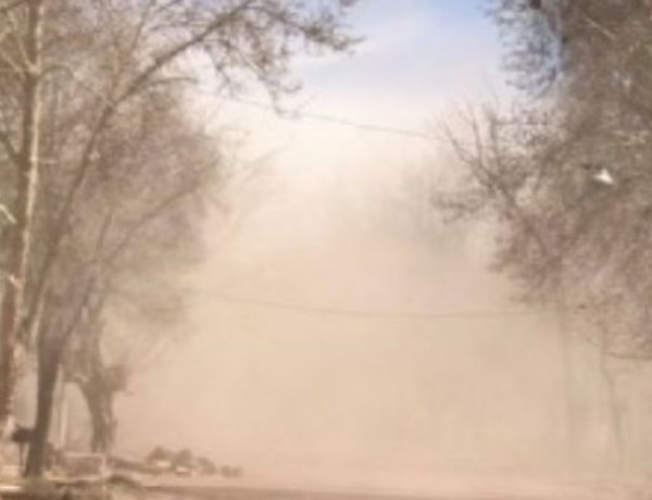 El viento zonda provocó cortes de luz y caída de árboles en distintos puntos de Pocito