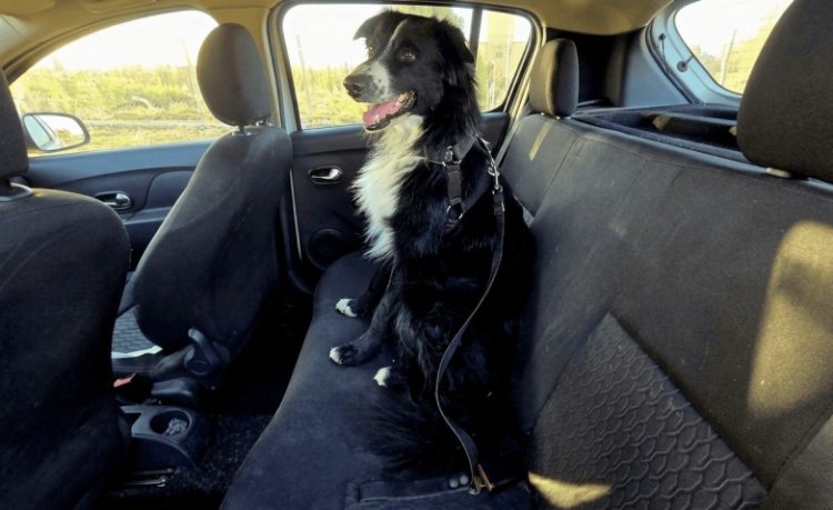 Recomendaciones para trasladar mascotas en vehículos de forma segura