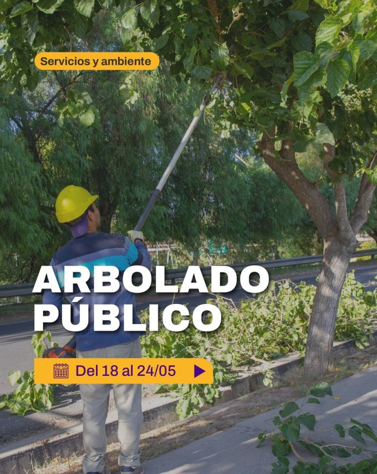 La Ciudad continúa con el operativo de poda y mantenimiento del arbolado público