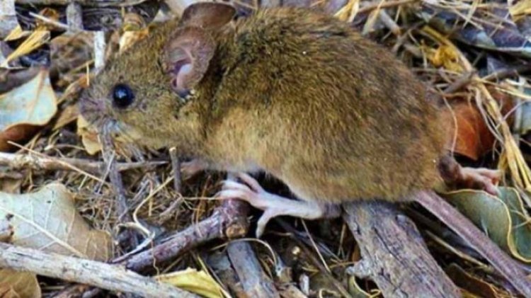 Hantavirus: se identificaron 3 nuevos casos en Argentina