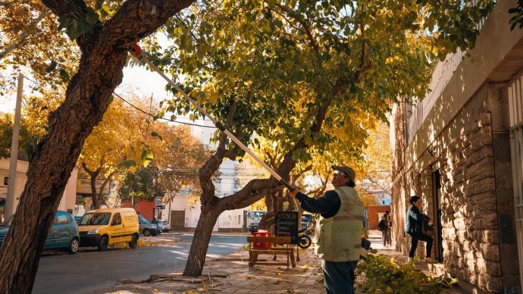 La Ciudad de San Juan continúa con el plan de poda del arbolado público