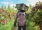 Producción prorrogará cuotas de créditos para el sector vitivinícola local