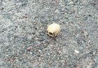 Encontraron un cráneo humano en Punta Negra: qué se sabe