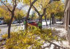 La Ciudad continúa con el plan de poda y mantenimiento del arbolado público