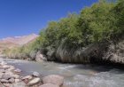Abren la convocatoria 2026 para proyectos de conservación de bosques nativos