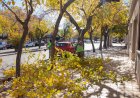 La Ciudad de San Juan continúa con el plan de poda y mantenimiento del arbolado público
