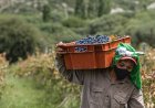 El Gobierno de San Juan refuerza los créditos para el sector agrícola en Punto Pyme