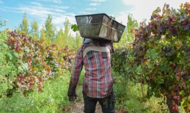 Producción prorrogará cuotas de créditos para el sector vitivinícola local