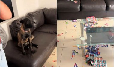 Le faltaban 20 figuritas para completar el álbum del Mundial 2026 y su perro lo destruyó por completo