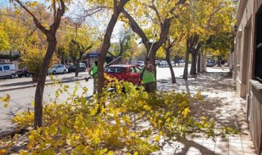 La Ciudad continúa con el plan de poda y mantenimiento del arbolado público