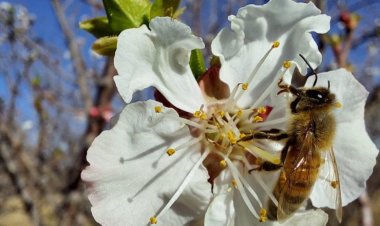 Polinización: un pilar estratégico para el crecimiento de la producción agropecuaria