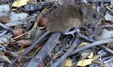 Confirman un nuevo caso de hantavirus en Bariloche
