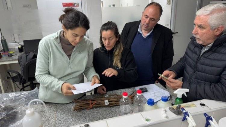 San Juan importó plantas de vid para diversificar la oferta vitícola