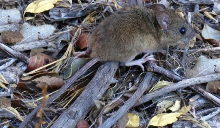 Confirman un nuevo caso de hantavirus en Bariloche