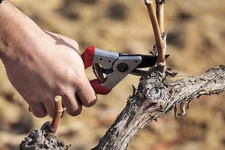 San Juan anuncia una línea de crédito para labores como la poda