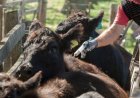 San Juan impulsa el desarrollo de la producción bovina, caprina, ovina y porcina