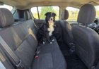 Trasladar mascotas de forma segura: qué exige la normativa vigente