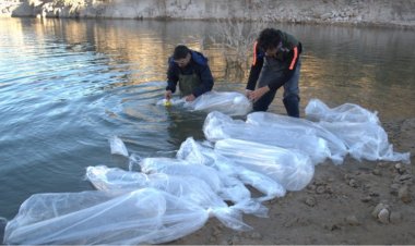 Siembran  600 reproductores de pejerrey en Punta Negra