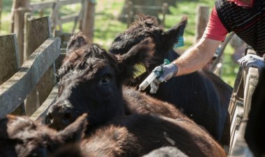 San Juan impulsa el desarrollo de la producción bovina, caprina, ovina y porcina