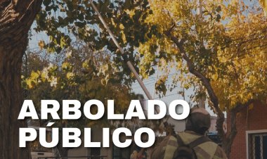 La Ciudad continúa con las tareas de poda
