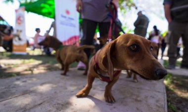 "Conectá con Rawson y tu Mascota", una jornada para aprender, compartir y promover el cuidado responsable de los animales