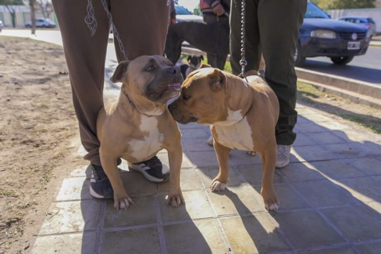 Rawson será sede de un operativo gratuito de vacunación para perros y gatos