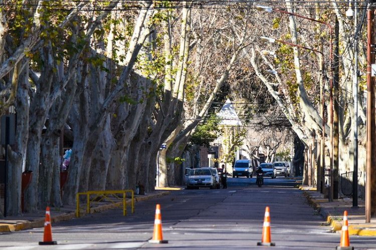 Continúan los trabajos de poda en Capital