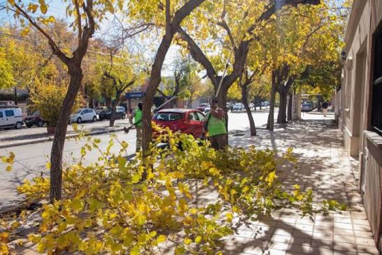 La Ciudad continúa con el plan de poda y mantenimiento del arbolado público