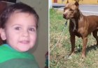Imputaron a la dueña del pitbull que mató al niño en la provincia de Córdoba