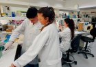Dengue: argentinos diseñan un test rápido y económico para la detección temprana