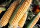 Feria y Mercado de Abasto: buenos precios y la mejor calidad