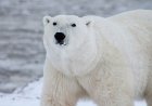 Despertó a un oso polar con una sirena en Noruega: US$ 5.000 de multa