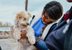 La Municipalidad de Jáchal realizó una nueva jornada de esterilización en Bella Vista