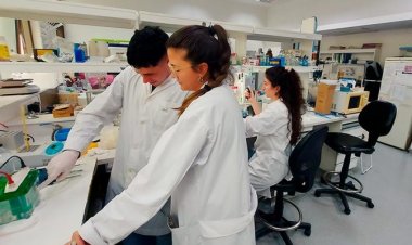 Dengue: argentinos diseñan un test rápido y económico para la detección temprana