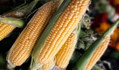 Feria y Mercado de Abasto: buenos precios y la mejor calidad
