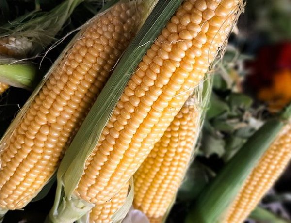 Feria y Mercado de Abasto: buenos precios y la mejor calidad