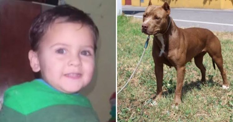 Imputaron a la dueña del pitbull que mató al niño en la provincia de Córdoba